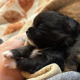 Twinkle - Black and tan female Chihuahua puppy in Mount Dora, Florida from Carroll’s Chihuahuas