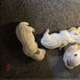 Girl 3 - West Highland White Terrier puppy in Ridgeway, Virginia from Rivers Bend Westies