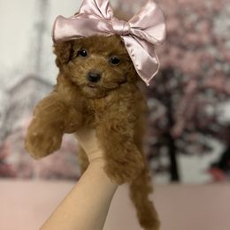 Cavapoo, Cockapoo, and Poodle Puppies from Heavenly Puppies to Love