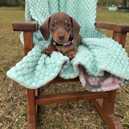Belle - Chocolate and tan female Dachshund puppy in Bradenton, Florida from Winsor Family Dachshunds