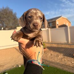 Leonard - Fawn (isabella) and cream male Dachshund puppy in Victorville, California from Wirz’s Weens