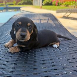 CKC black and tan - Black and tan female Dachshund puppy in Cottonwood, California from Circle C Farm