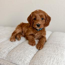 Blue Collar - Red  male Goldendoodle puppy in Billings, Montana from Montana Raised Doodles