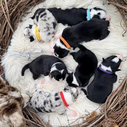 Border Collie puppies from KAR3 Farms