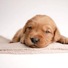 Tootsie - Dark golden male Golden Retriever puppy in Buhl, Idaho from Atkinson's Goldens