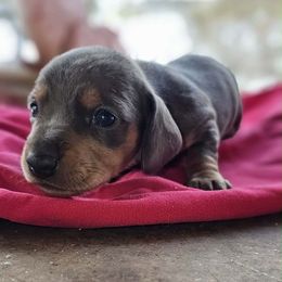 Ice - Gray (blue) and tan female Dachshund puppy in Bergen, New York from T. Rex Doxies & Friends
