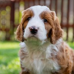 Bernedoodle Puppies from Tahoe Doodles