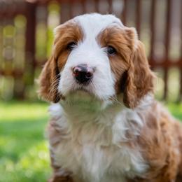 Bernedoodle Puppies from Tahoe Doodles