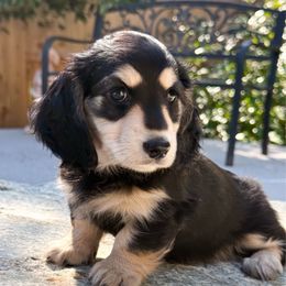 Sarah - Black and cream female Dachshund puppy in Redding, California from Jean & Mae Doxies