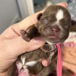 Hot pink - Liver female Shih Tzu puppy in Berkeley Springs, West Virginia from Sandridge Shih Tzus