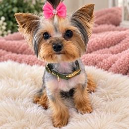 Nelly - Yorkshire Terrier