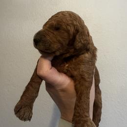 Blue - Apricot male Goldendoodle puppy in Sanford, Florida from Florida Coast Golden Doodles