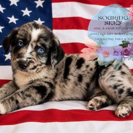 Leo - Blue merle male Australian Shepherd puppy in Honeoye Falls, New York from Soaring SKKY Australian shepherds
