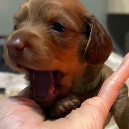 Boy 3 green collar - Chocolate male Dachshund puppy in Gulfport, Mississippi from Susan's Dachshunds