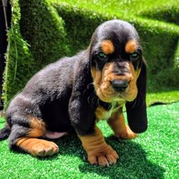 Shaggy 3000 - Black brown and white male Basset Hound puppy in Big Rapids, Michigan from Basket Hound Bassets