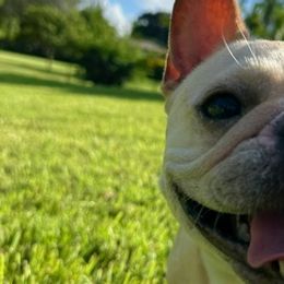 French Bulldogs from Nordic Nuggets