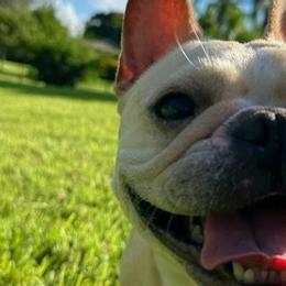 French Bulldogs from Nordic Nuggets