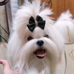 Pheobe - White female Maltese puppy in North Port, Florida from Noble Pets