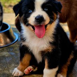 Stripes - Black tri-color male Australian Shepherd puppy in Silex, Missouri from Small Town Australian Shepherds