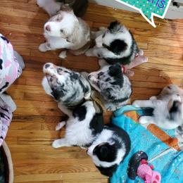 Miniature American Shepherd Puppies from Tntowne Miniature American Shepherds