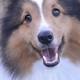Shetland Sheepdogs from Cielito Lindo Shelties