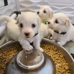 Coton de Tulear Puppies from Classy Cotons
