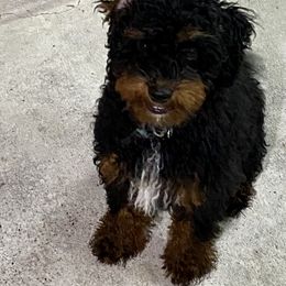 Aussiedoodle Puppies from Cross-Tied Farm Aussiedoodles