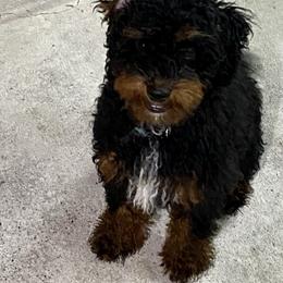 Aussiedoodle Puppies from Cross-Tied Farm Aussiedoodles