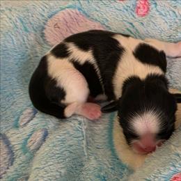BW white tip - Black and white male Shih Tzu puppy in Missouri from Farm Animal Mommy Shih tzu's Michalek Dog Breeder
