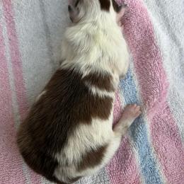 Dazzle - Sable merle and white female Shetland Sheepdog puppy in Kerville, Texas from Cedar Hill Kennels