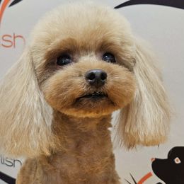 Korica - Red  female Poodle puppy in California from Yorkie & Maltese Royalty