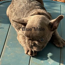 French Bulldog Puppies from Josh Hansen