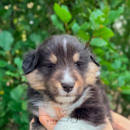 Summit - Black white and tan male Shetland Sheepdog puppy in Windsor, Colorado from Shirehill Shelties