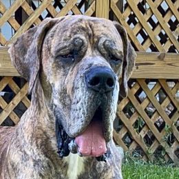Great Danes from Woods Manor Great Danes
