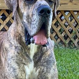 Great Danes from Woods Manor Great Danes
