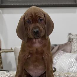 Teal Boy - Red male Redbone Coonhound puppy in Shreveport, Louisiana from BAFERD Kennels