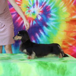 Kenny - Dachshund