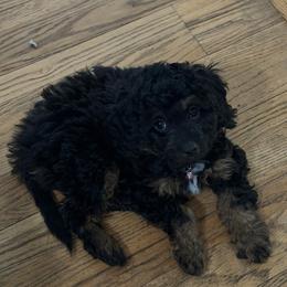 Izzy - Tri-color female Cavapoo puppy in West Olive, Michigan from House of Cavapoos