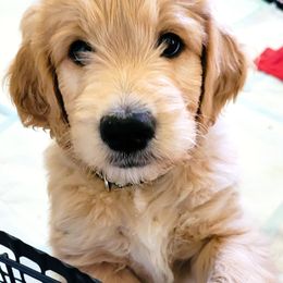 Goldendoodle Puppies from CharLia's Holistic English Cream Golden Retrievers & Doodles