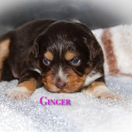 Ginger - Red tri-color female Australian Shepherd puppy in Coldwater, Michigan from Northern Star Australian Shepherds