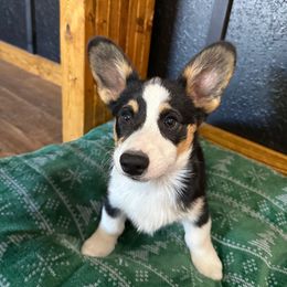 Duke - Black and tan male Pembroke Welsh Corgi puppy in Cooper, Texas from S7 Corgis and Chaos
