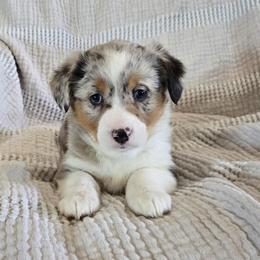 Ella - Blue female Companion Cross puppy in Americus, Kansas from Kandi's Pups