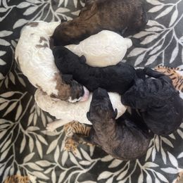 Poodle Puppies from Amber Locke