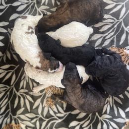 Poodle Puppies from Amber Locke