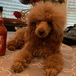 Poodles from Cynthia Smith's Poodles