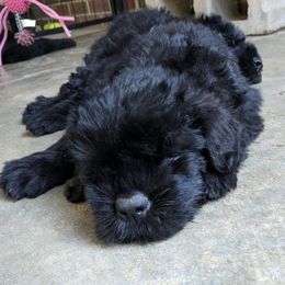 Giant Schnauzer Puppies from Riesenschnauzers von Reh Bach
