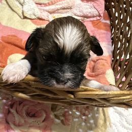 Daisy - Chocolate female Shih Tzu puppy in Temple, Pennsylvania from Kathy Diego's Shih Tzus