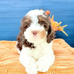Liberty - Tri-color female Australian Labradoodle puppy in Taylor, Michigan from Mi Best Doodle Ever, LLC