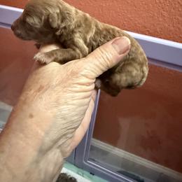 Girl 1 - Red  female Poodle puppy in Tallahassee, Florida from Bows and Bow Ties