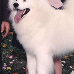 Samoyeds from Diane Garcia's Samoyeds